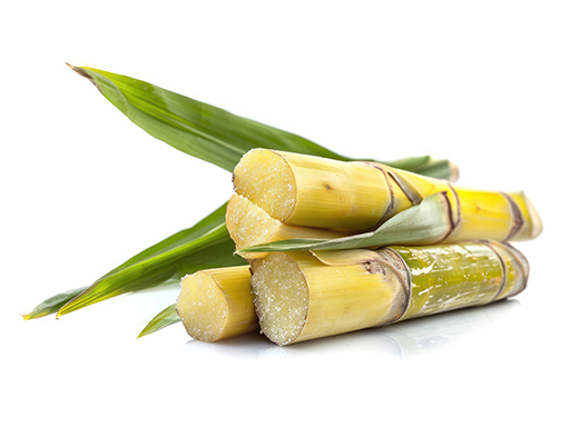 Sugarcane